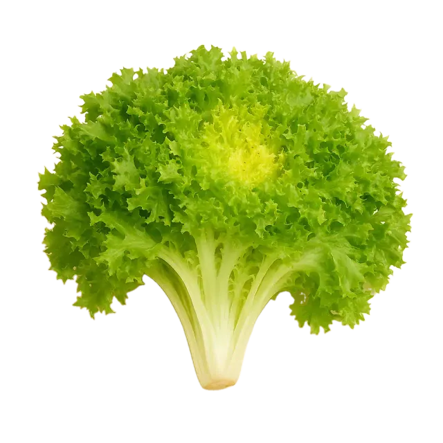 Escarola