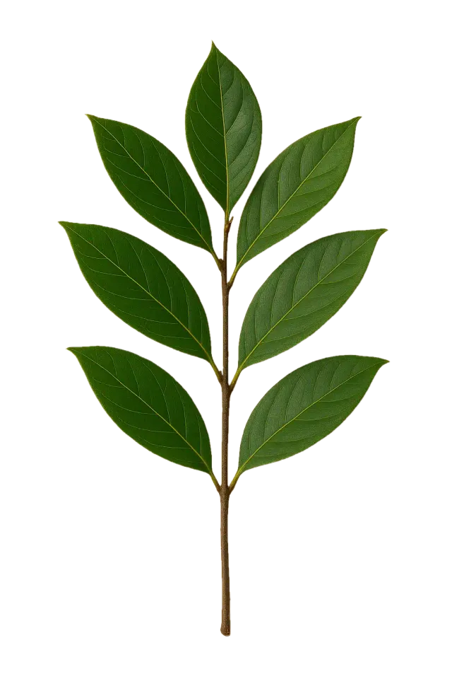 Laurel