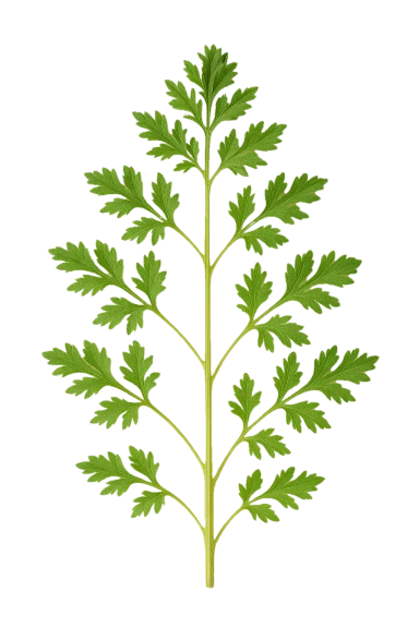 Ajenjo