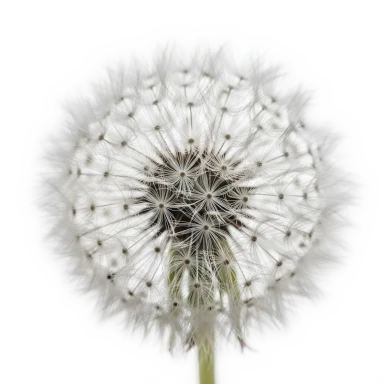 Diente de León
