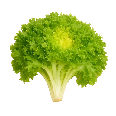 Escarola
