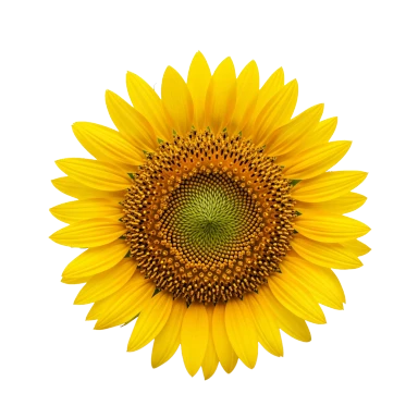Girasol