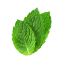 Menta