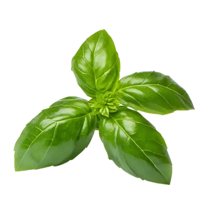 Albahaca