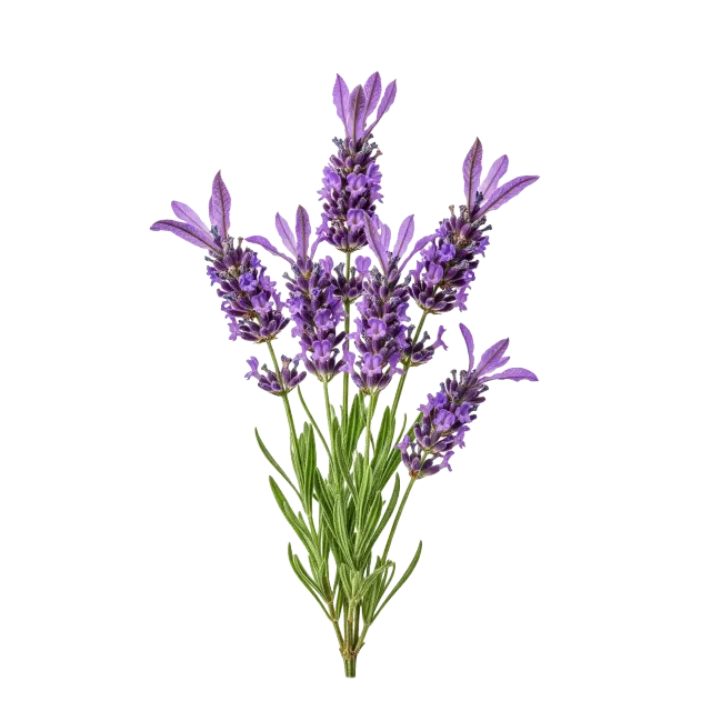 Lavanda