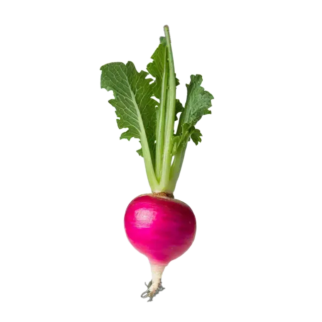 Rábano