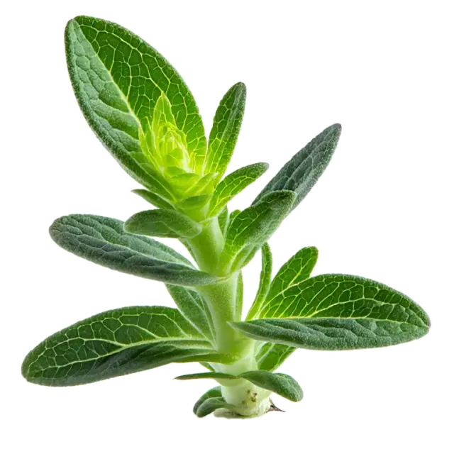 Salvia